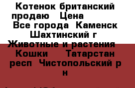 Котенок британский продаю › Цена ­ 3 000 - Все города, Каменск-Шахтинский г. Животные и растения » Кошки   . Татарстан респ.,Чистопольский р-н